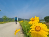 [포토] 금계국 장관, 여주 대신면 남한강길