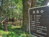 [사진으로 봤다] 인천상륙작전 생생하게 본 나무 8종 89그루···월미공원서 왕성하게 생육