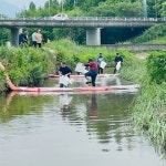 포천천서 물고기 수백여 마리 떼죽음···포천시, 원인 파악 중