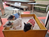 [사진으로 봤다] 동물 통해 생명존중 배울 수 있는 곳···아이들에게 큰 인기, 돼지박물관