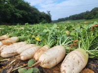 [포토] 비싸진 몸값, 비 오기 전에 캐야...평택 안중 무 수확 현장