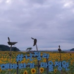 [포토] 당신만을 사랑합니다 꽃말...강화 교동도 난정 해바라기 활짝