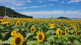 [포토] 당신만을 사랑합니다 꽃말...강화 교동도 난정 해바라기 활짝