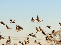 어디로 가나...쇠기러기 한 무리의 힘찬 날갯짓