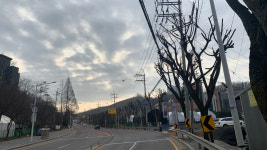 보기에도 힘들어...가로수 수난