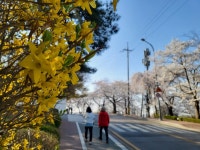 개나리·벚꽃이 반겨주는 꽃길 산책