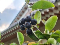 찜통더위에 잘 익어가는 아로니아
