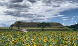 연천 호로고루 해바라기 즐기는 시민들