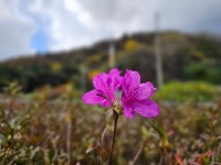 입동 이틀 전, 철없이 활짝 핀 철쭉