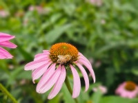 자주루드베키아 꽃 찾은 벌