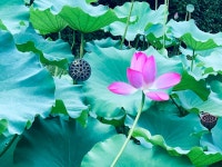 [사진으로 봤다] 천년고찰 그리고 연꽃 엔딩, 아름다운 봉선사