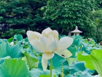 [사진으로 봤다] 천년고찰 그리고 연꽃 엔딩, 아름다운 봉선사