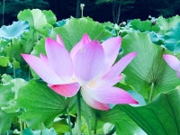 [사진으로 봤다] 천년고찰 그리고 연꽃 엔딩, 아름다운 봉선사