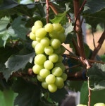 화성시, 최고 과일 샤인머스켓 찾습니다… 포도 품평회 개최