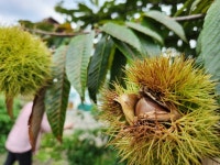 손대면 톡 토실토실 알밤 줍는 주민들