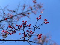 겨울 재촉 거리엔, 빨갛게 익은 산수유