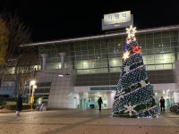 온누리에 평화를 점등된 Christmas tree 바라보는 시민