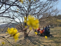 [사진으로 봤다] 수도권 최대 봄꽃대첩 미리 가본 이천백사 산수유꽃축제장