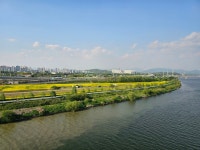 [사진으로 봤다] 구리 한강변 유채 만발, 구리의 봄...미리 가본 2025년 유채꽃축제장