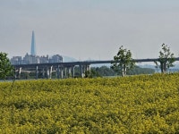 [사진으로 봤다] 구리 한강변 유채 만발, 구리의 봄...미리 가본 2025년 유채꽃축제장