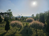 [사진으로 봤다] 구리 한강변 유채 만발, 구리의 봄...미리 가본 2025년 유채꽃축제장