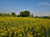 [사진으로 봤다] 구리 한강변 유채 만발, 구리의 봄...미리 가본 2025년 유채꽃축제장