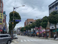 동두천 중앙로, 동글동글 은행나무 가로수 시민 눈길