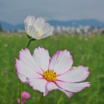 [사진으로 봤다] 구리 2025년 코스모스축제 10만송이 꽃의 대향연