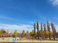 [드본세] 여주 강천섬, 노란 잎들의 마지막 인사