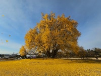 너무 좋다 천 년 고목의 두 번째 절정...반계리 은행나무가 내쉰 황금빛 숨