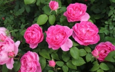 삼성물산, 에버랜드 K장미 국제대회 최고상 수상