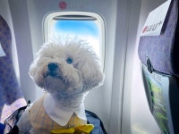 3차까지 완판…비행기 타고 제주도 갈 반려견 모여라 LG U+ 포동, 반려견 전용기 또 띄운다