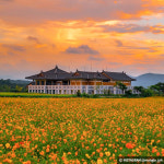 알록달록 가을로 물들이는 코스모스 명소 4곳