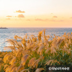 은빛 물결 일렁이는 제주도 억새 명소