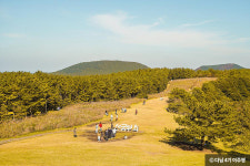 은빛 물결 일렁이는 제주도 억새 명소