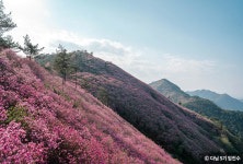 분홍빛 꽃 물결이 장관인 진달래 명소 4곳