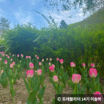 푸르른 춘천의 봄을 담은 인생샷 포토존 4곳