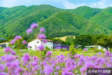보랏빛 향기가 가득한 전국 라벤더 명소 4곳