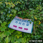 보랏빛 향기가 가득한 전국 라벤더 명소 4곳