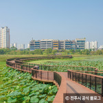 한껏 아름다운 자태를 뽐내고 있는 연꽃, 해바라기 명소 4곳