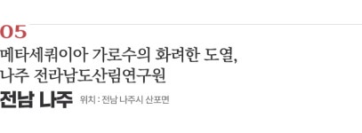 11월 가볼 만한 곳…낙엽 밟으며 걷는 길 5곳