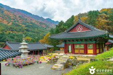 원주 피노키오숲에서 누리는 ‘산림 치유의 힘’