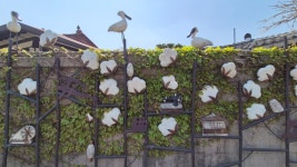 새우젓처럼 요긴한 삶이여! 강화 소창과 갈비젓국