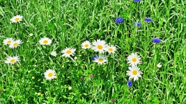 산림문학을 읽으며 정원을 거닐다