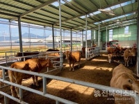 소 럼피스킨병 충남 서산 최초 발생 후 전국 유입 차단 비상...축산농가 이동 자제, 검사·소독 등 초동방역 중요