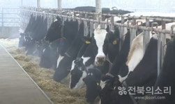 임실서 첫 소 럼피스킨병 확진…전북 14건, 전국 누적 103건 늘어