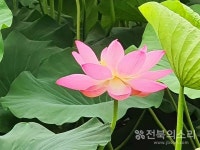 [오늘의 전북 날씨] 무더위·열대야 지속...건강관리 유의