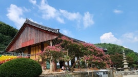 세번 꽃피면 쌀밥 먹는 백일홍...효감천은 왜 배롱나무꽃단장을 했을까?
