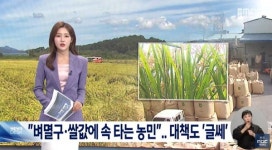 위한 전북자치도 도시계획위원회인가?/벼멸구·쌀값 하락에 속 타는 농민… 배추 한 포기 1만원 넘어, 없어서 진열 못 해/사채 100만원 빌
