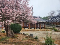 도암서원 홍매처럼 향기로운 충효...명나라 황제도 알아준 고창 효자 김질